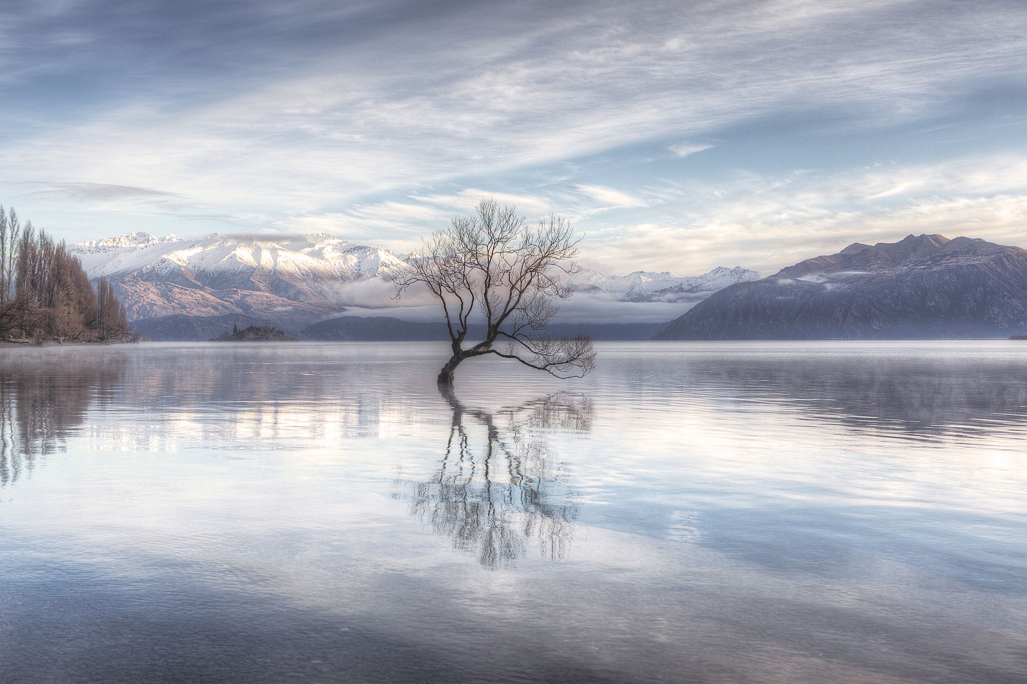 The Tree